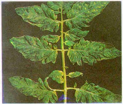 Domates yaprağında tütün mozaik virüsü belirtisi.